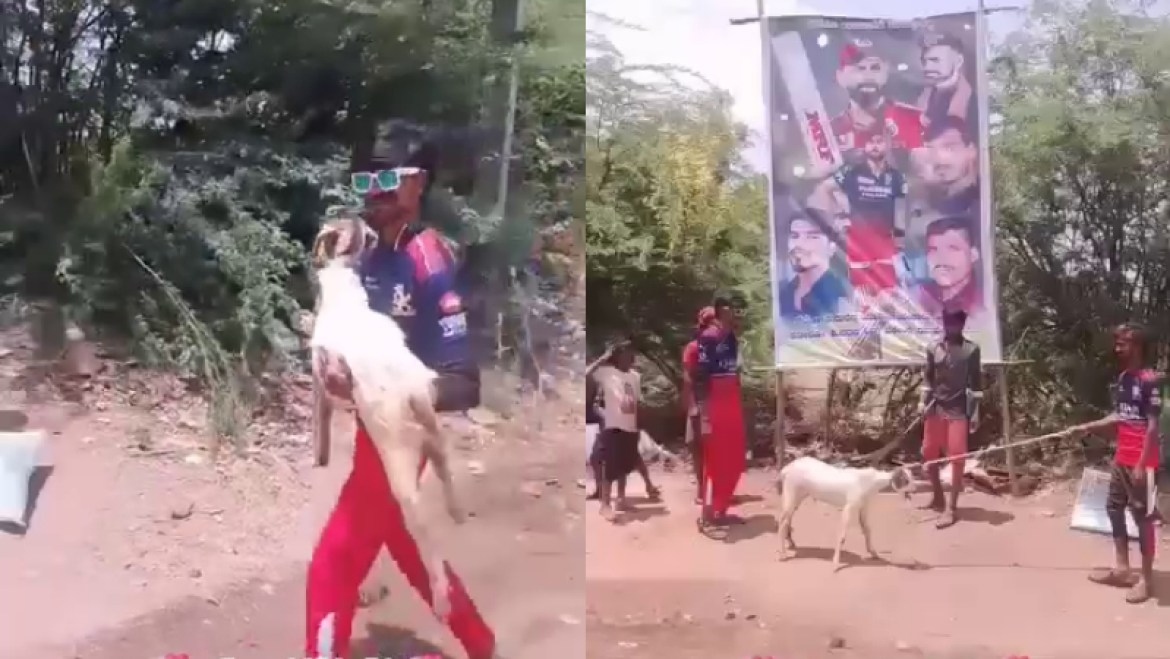 চেন্নাইকে হারানোর আনন্দে ছাগল বলি, গ্রেফতার ৩ আরসিবি সমর্থক
